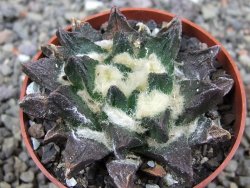 Ariocarpus scapharostrus Rayones, pot 6,5 cm