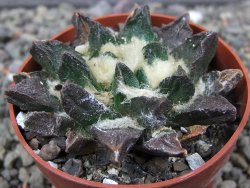 Ariocarpus scapharostrus Rayones, pot 6,5 cm - 12412516