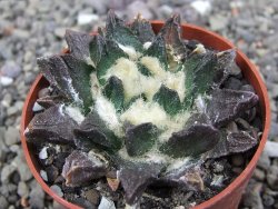 Ariocarpus scapharostrus Rayones, pot 6,5 cm - 12412517