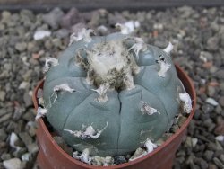 Lophophora williamsii květináč 6,5 cm - 12412518