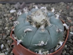 Lophophora williamsii květináč 6,5 cm