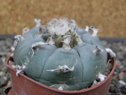 Lophophora williamsii květináč 6,5 cm - 12412520