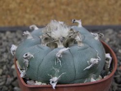 Lophophora williamsii květináč 6,5 cm - 12412521