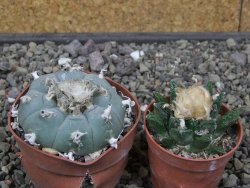 Lophophora williamsii květináč 6,5 cm - 12412522