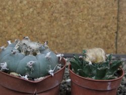 Lophophora williamsii květináč 6,5 cm - 12412523