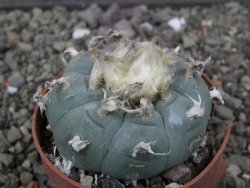 Lophophora williamsii květináč 6,5 cm - 12412524