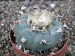 Lophophora williamsii květináč 6,5 cm
