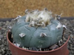 Lophophora williamsii květináč 6,5 cm - 12412526