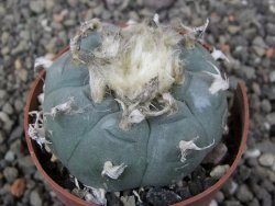 Lophophora williamsii květináč 6,5 cm - 12412527