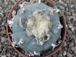 Lophophora williamsii květináč 6,5 cm - 12412528