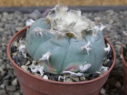 Lophophora williamsii květináč 6,5 cm - 12412529