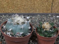 Lophophora williamsii květináč 6,5 cm - 12412530