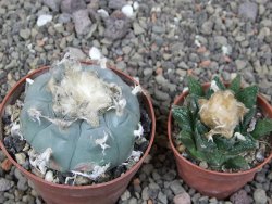 Lophophora williamsii květináč 6,5 cm - 12412531