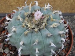 Lophophora williamsii květináč 12 cm - 12412532
