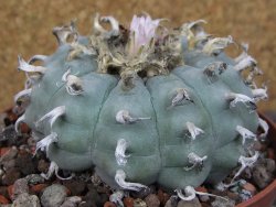 Lophophora williamsii květináč 12 cm