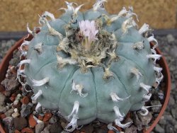Lophophora williamsii květináč 12 cm - 12412535