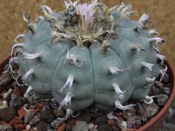 Lophophora williamsii květináč 12 cm - 12412536