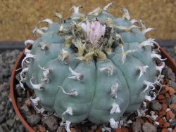 Lophophora williamsii květináč 12 cm - 12412537