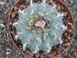 Lophophora williamsii květináč 12 cm - 12412539