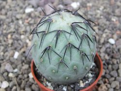 Tephrocactus geometricus květináč 5,5 cm