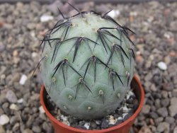 Tephrocactus geometricus květináč 5,5 cm - 12412543