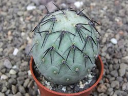 Tephrocactus geometricus květináč 5,5 cm - 12412544