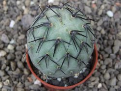 Tephrocactus geometricus květináč 5,5 cm - 12412545