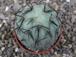 Tephrocactus geometricus květináč 5,5 cm - 12412546