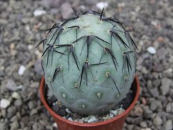 Tephrocactus geometricus květináč 5,5 cm - 12412547