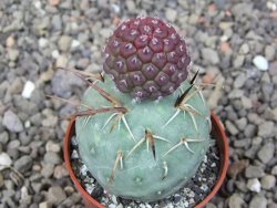 Tephrocactus geometricus květináč 5,5 cm - 12412548