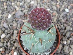 Tephrocactus geometricus květináč 5,5 cm