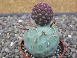 Tephrocactus geometricus květináč 5,5 cm - 12412550