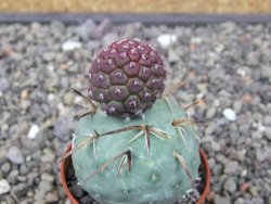 Tephrocactus geometricus květináč 5,5 cm - 12412551