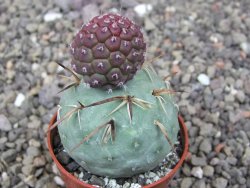 Tephrocactus geometricus květináč 5,5 cm - 12412552
