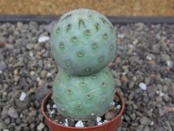 Tephrocactus geometricus květináč 5,5 cm