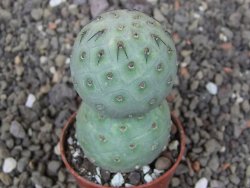 Tephrocactus geometricus květináč 5,5 cm - 12412554