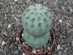 Tephrocactus geometricus květináč 5,5 cm - 12412555