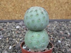 Tephrocactus geometricus květináč 5,5 cm - 12412556
