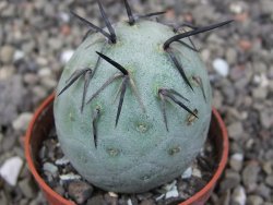 Tephrocactus geometricus květináč 5,5 cm