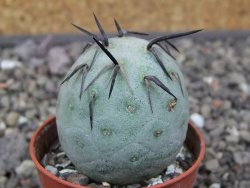 Tephrocactus geometricus květináč 5,5 cm - 12412558