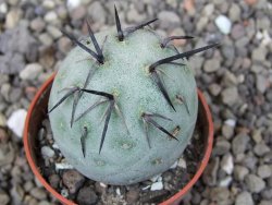 Tephrocactus geometricus květináč 5,5 cm - 12412559