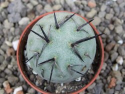Tephrocactus geometricus květináč 5,5 cm - 12412560