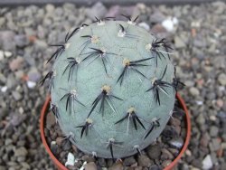 Tephrocactus geometricus květináč 6,5 cm - 12412561