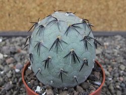 Tephrocactus geometricus květináč 6,5 cm