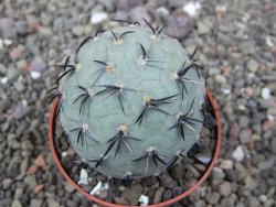 Tephrocactus geometricus květináč 6,5 cm - 12412563