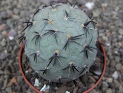 Tephrocactus geometricus květináč 6,5 cm - 12412564