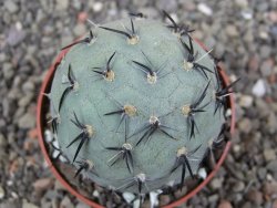 Tephrocactus geometricus květináč 6,5 cm - 12412565