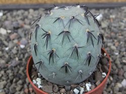 Tephrocactus geometricus květináč 6,5 cm - 12412566