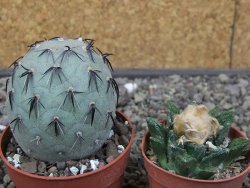 Tephrocactus geometricus květináč 6,5 cm - 12412567