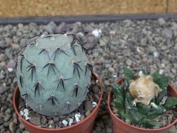 Tephrocactus geometricus květináč 6,5 cm - 12412568